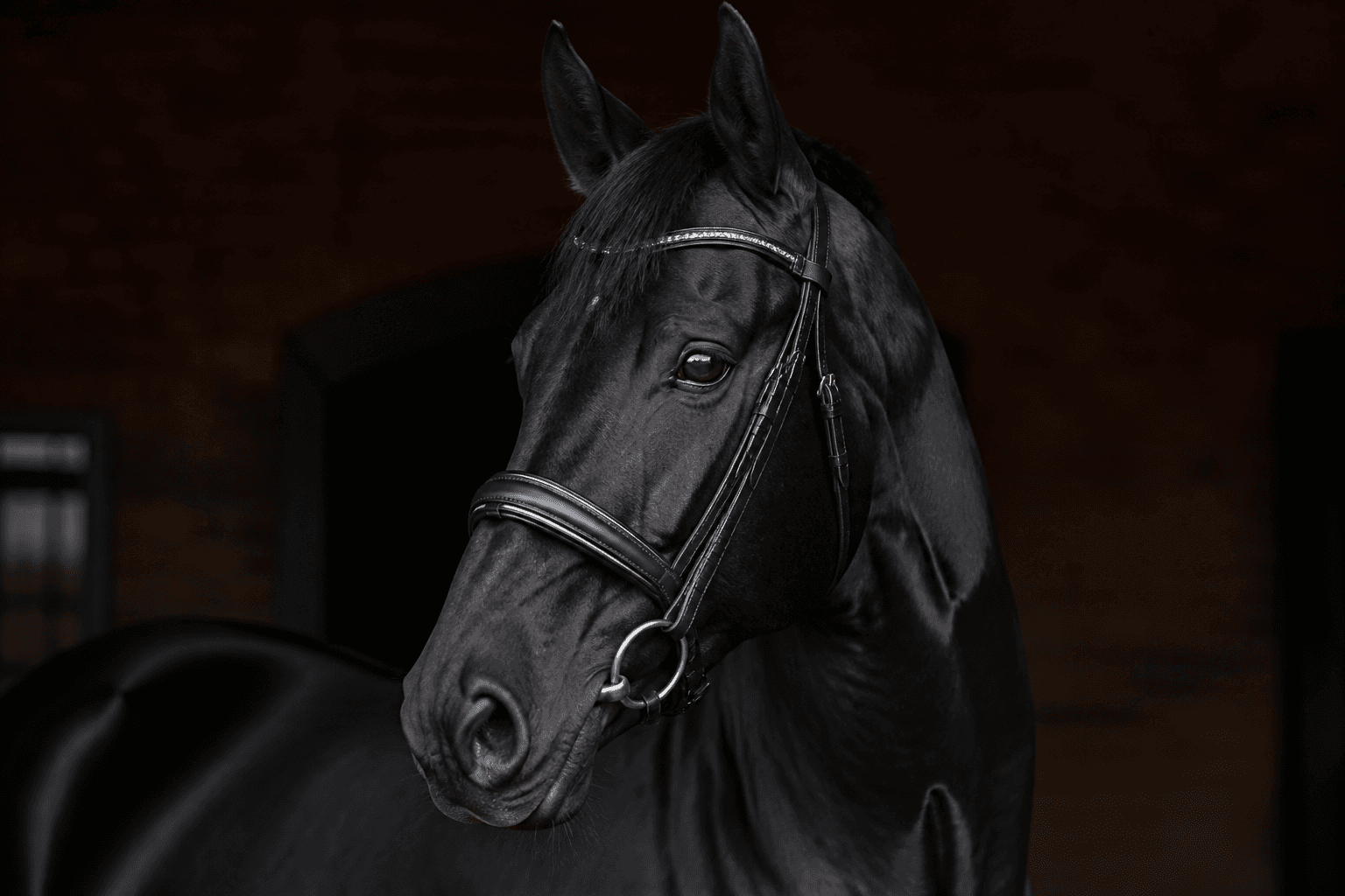 Cavallo da sport
